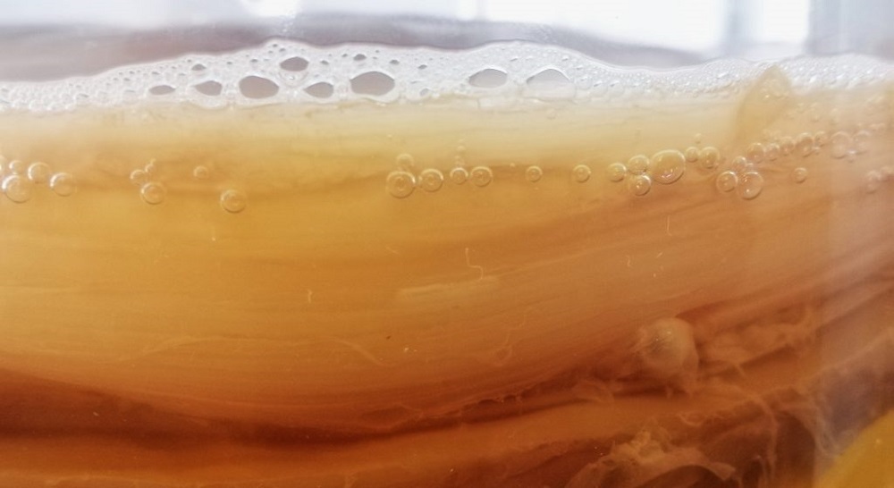 紅茶菌SCOBY